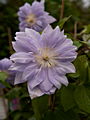 Clematis Dennys Double IMG_6859 Powojnik